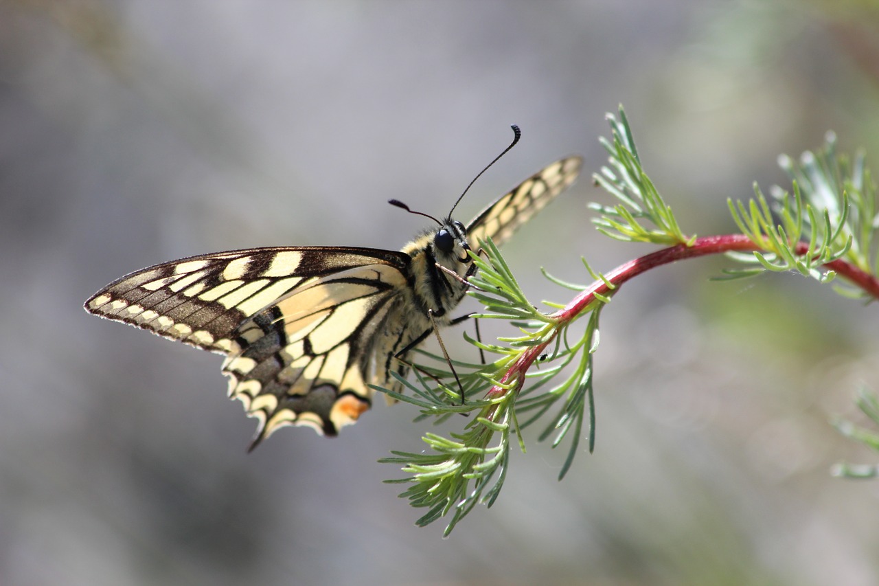 butterfly yellow nature free photo