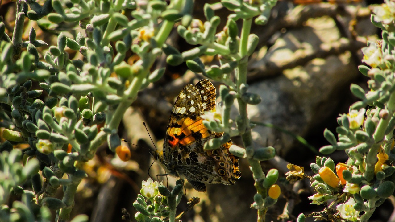 butterfly insect spring free photo