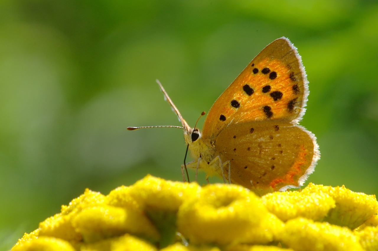 butterfly nature insect free photo