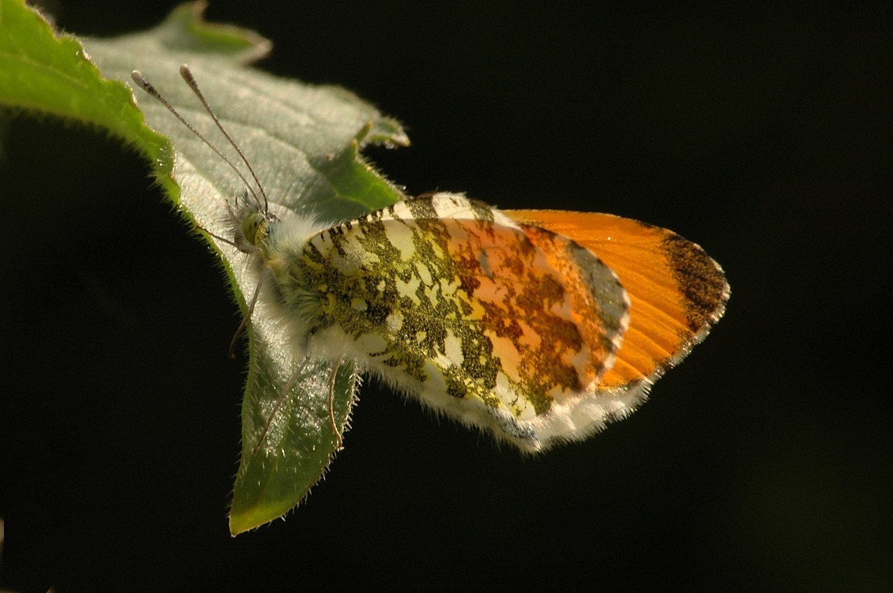 butterfly insect spring free photo