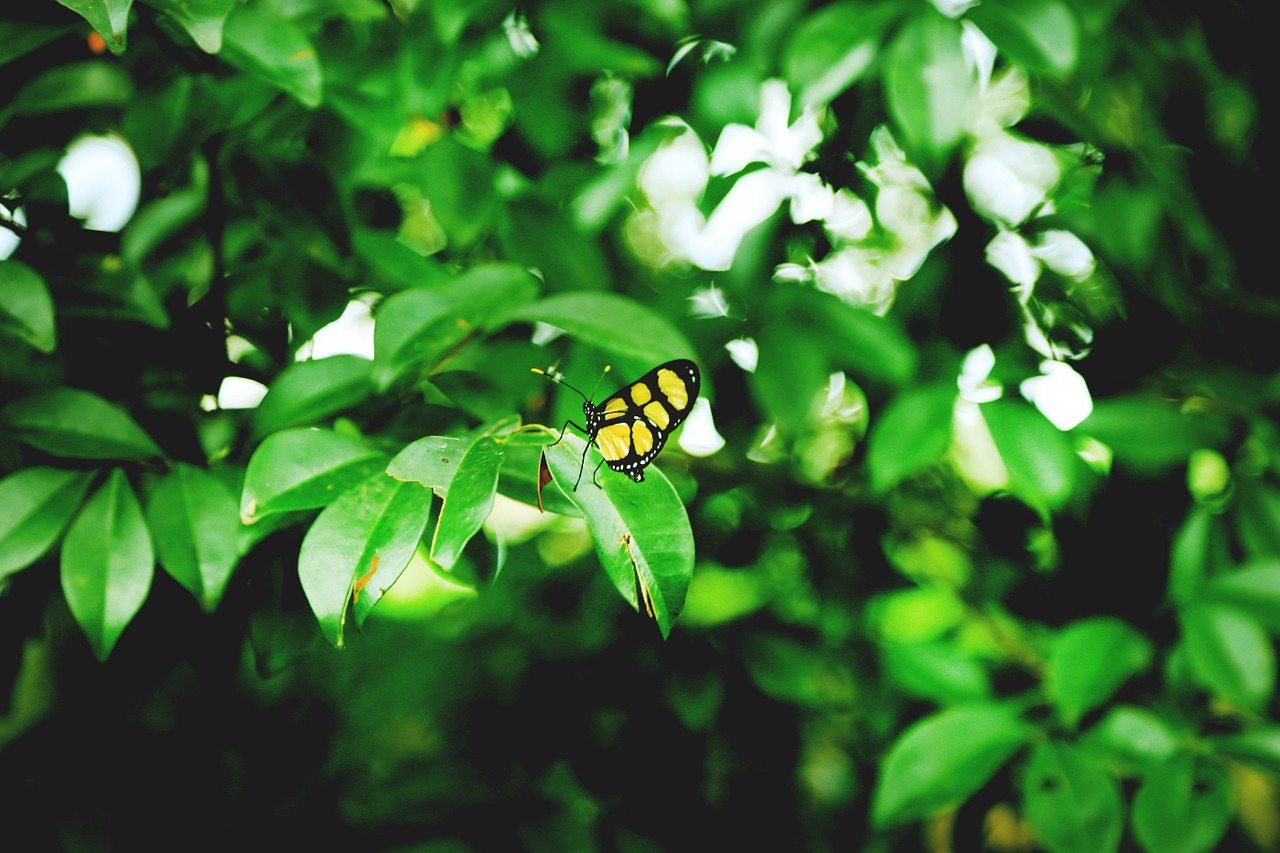 butterfly green nature free photo