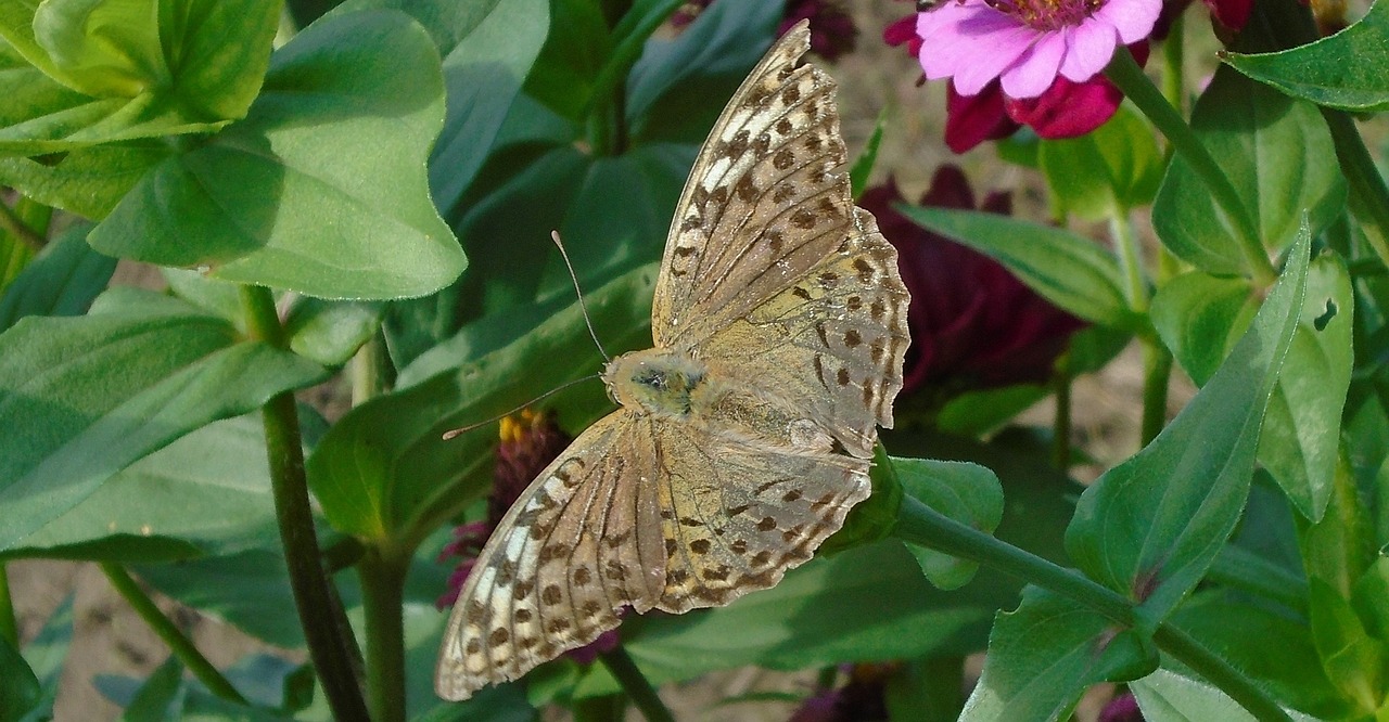 butterfly flower nature free photo