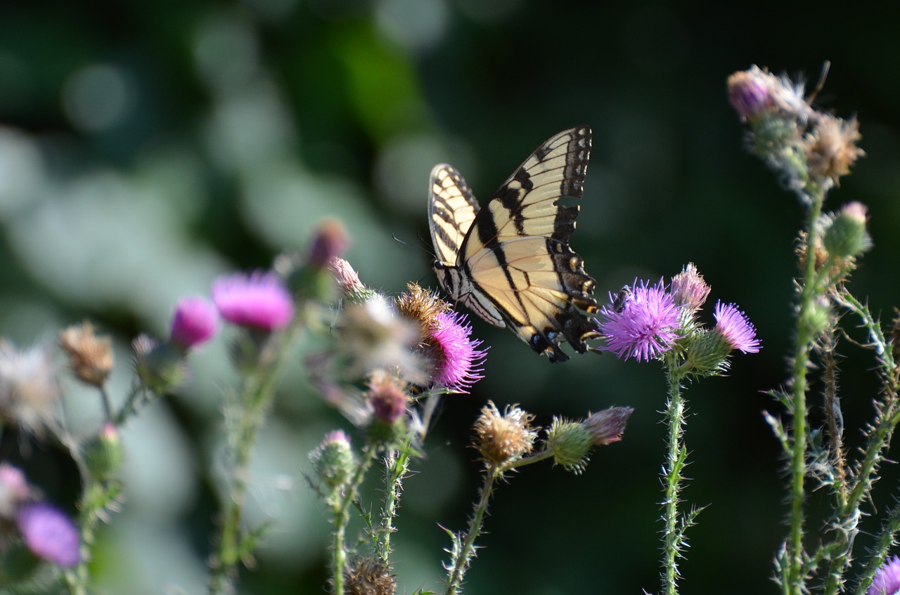 butterfly nature insect free photo