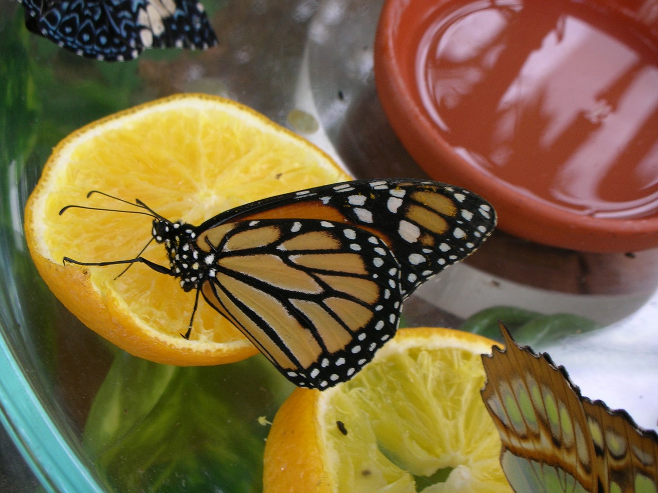 butterfly food fruit free photo