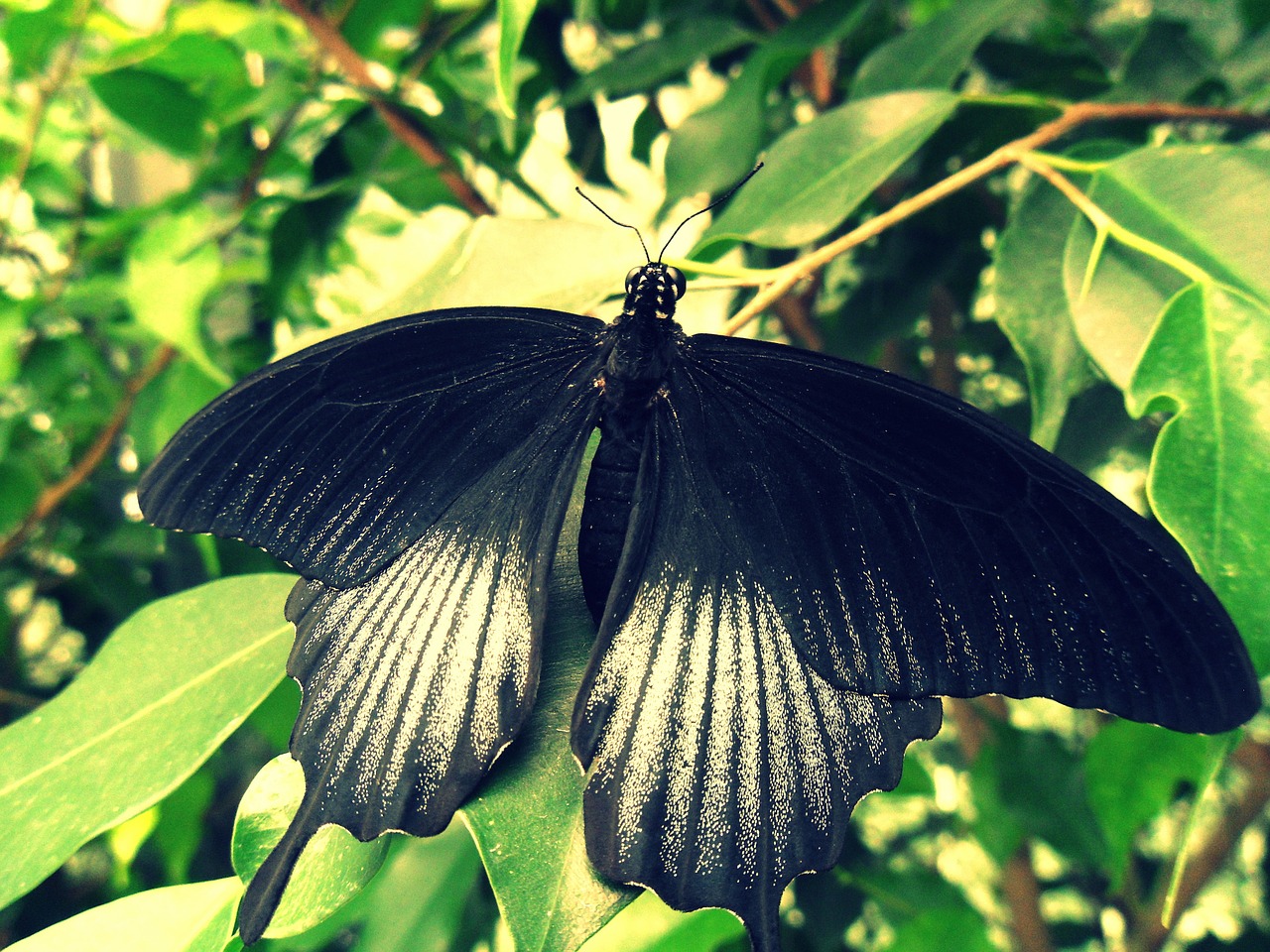 butterfly insect nature free photo