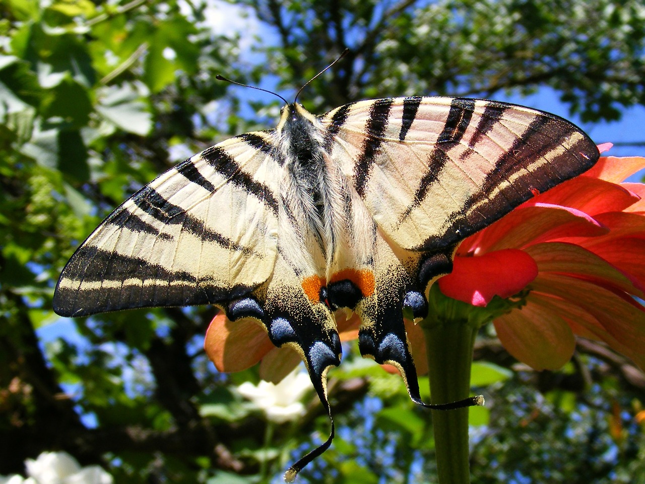 butterfly scarce swallowtail green free photo
