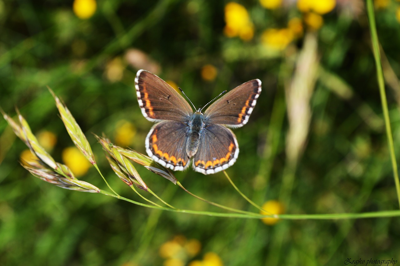 butterfly insect nature free photo