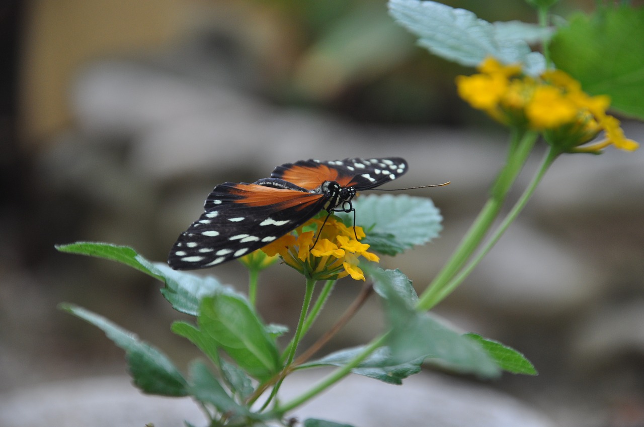 butterfly animal insect free photo