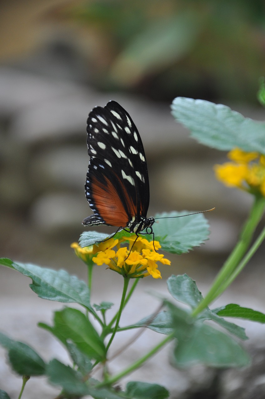 butterfly animal insect free photo