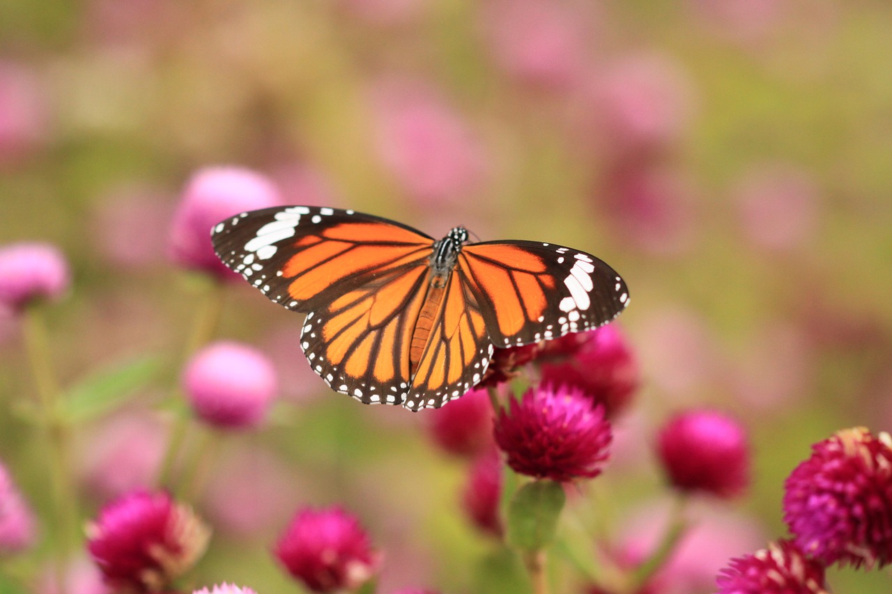 butterfly monarch insect free photo