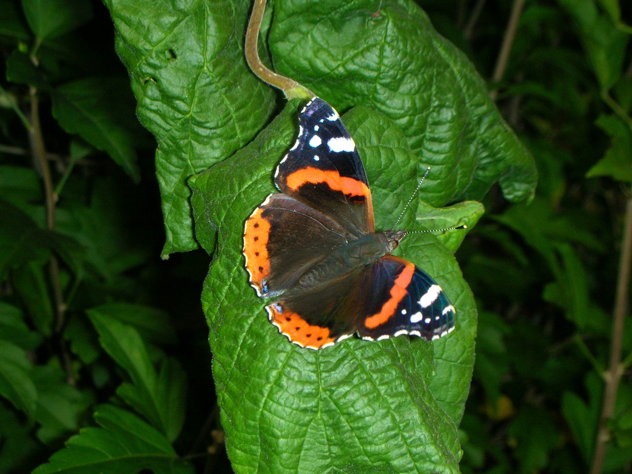butterfly admiral nature free photo