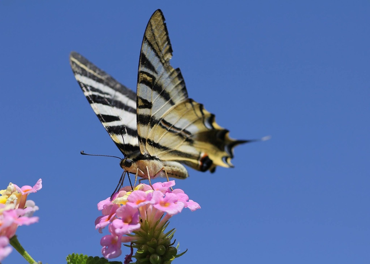 butterfly hostal in a flower free photo