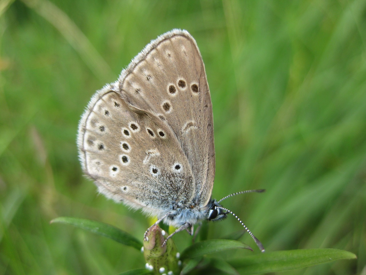 butterfly endangered hunneröds bog free photo