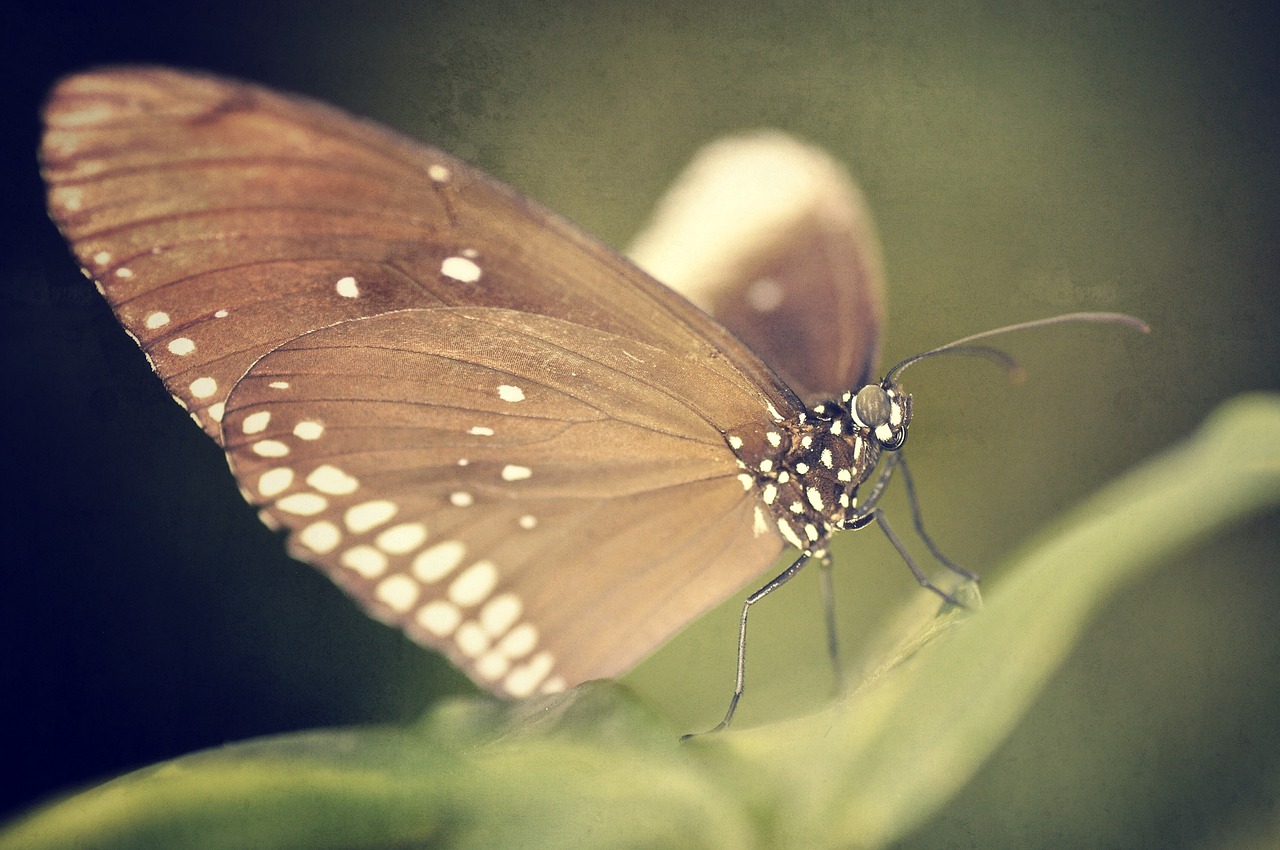 butterfly nature macro free photo