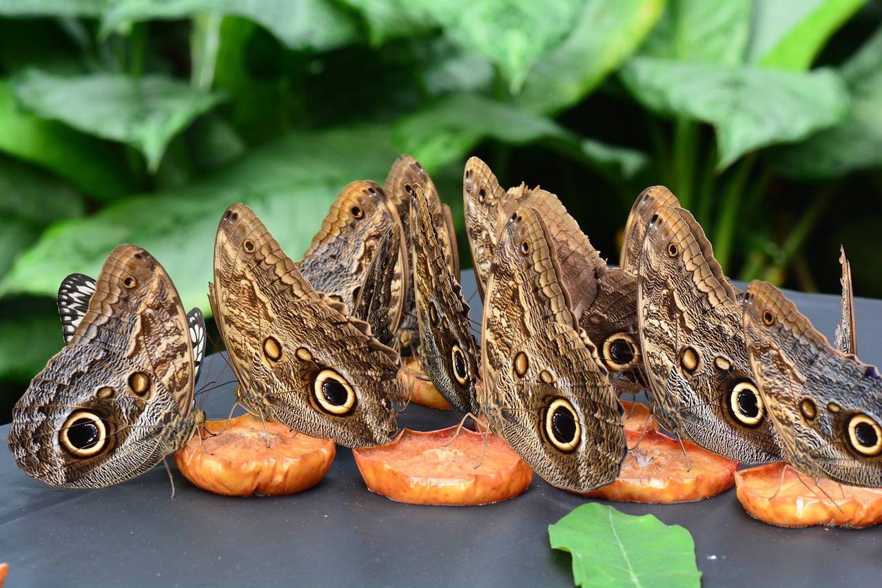 butterfly feast fruit free photo