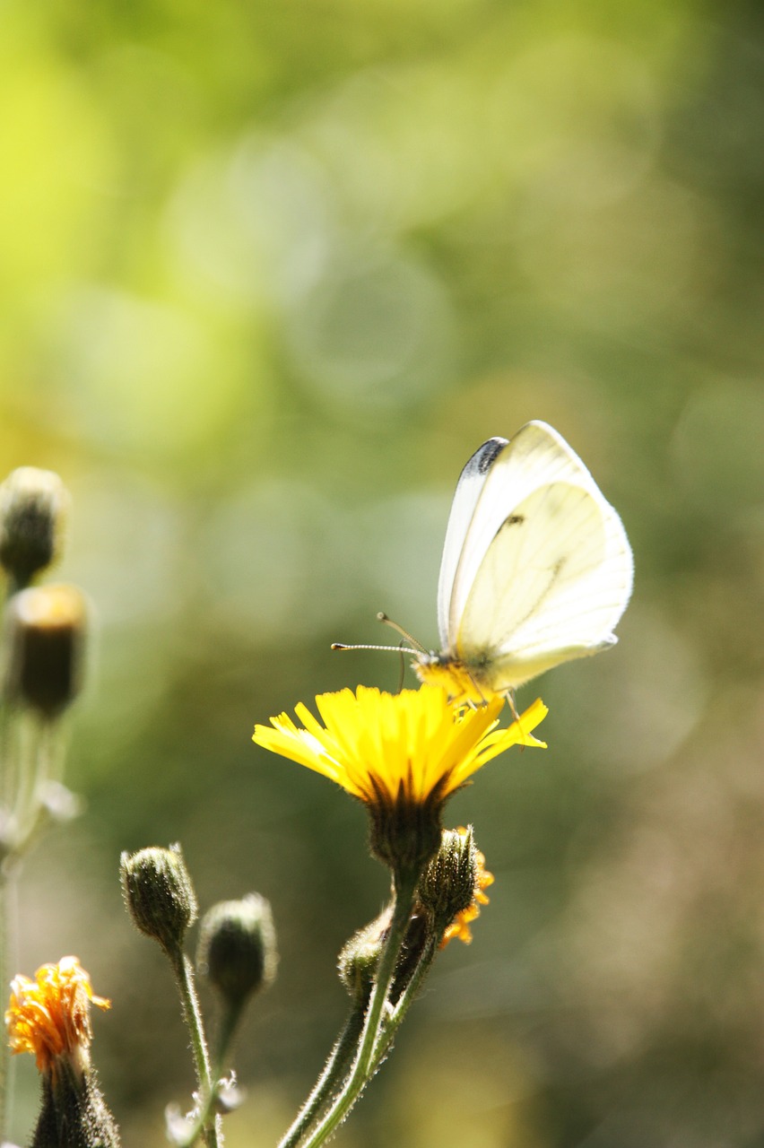 butterfly flowers butterfly on flower free photo