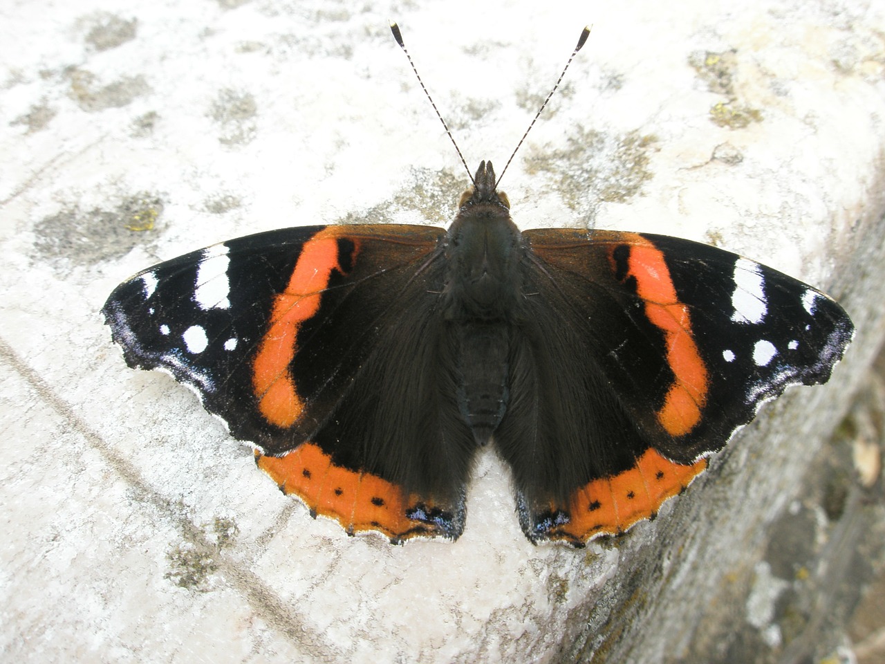 butterfly black orange free photo