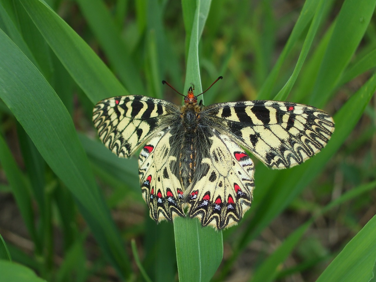 butterfly nature free pictures free photo