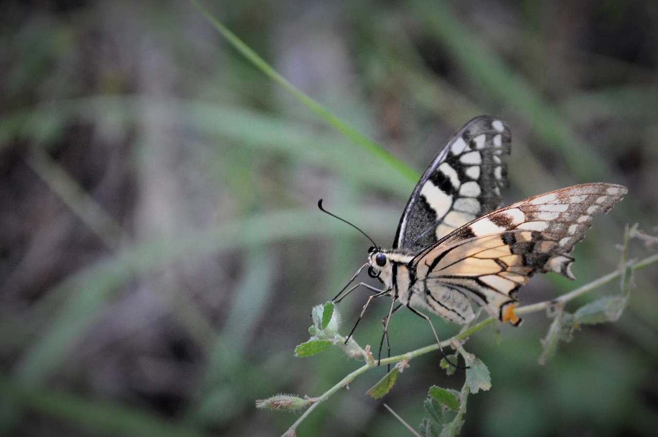 butterfly insect garden free photo