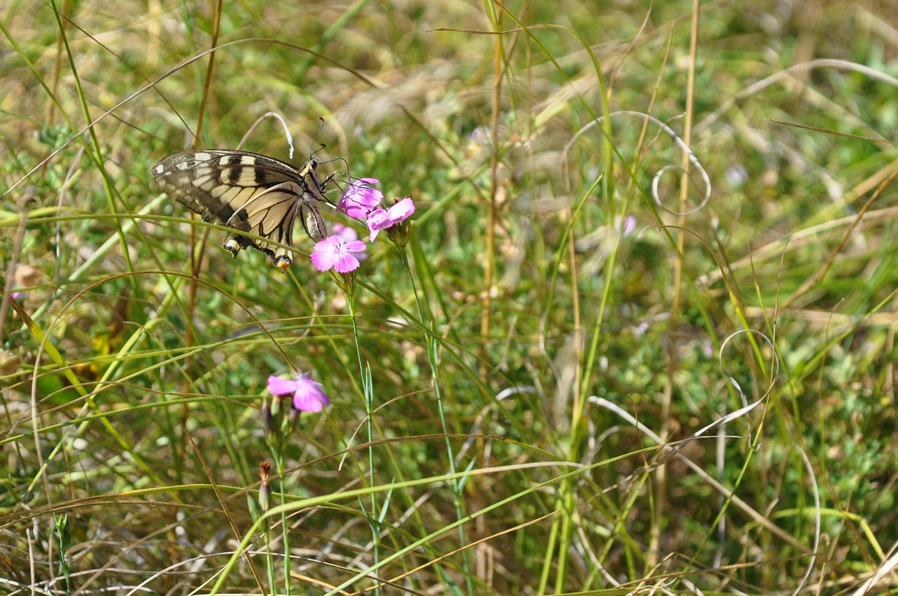 butterfly insect garden free photo