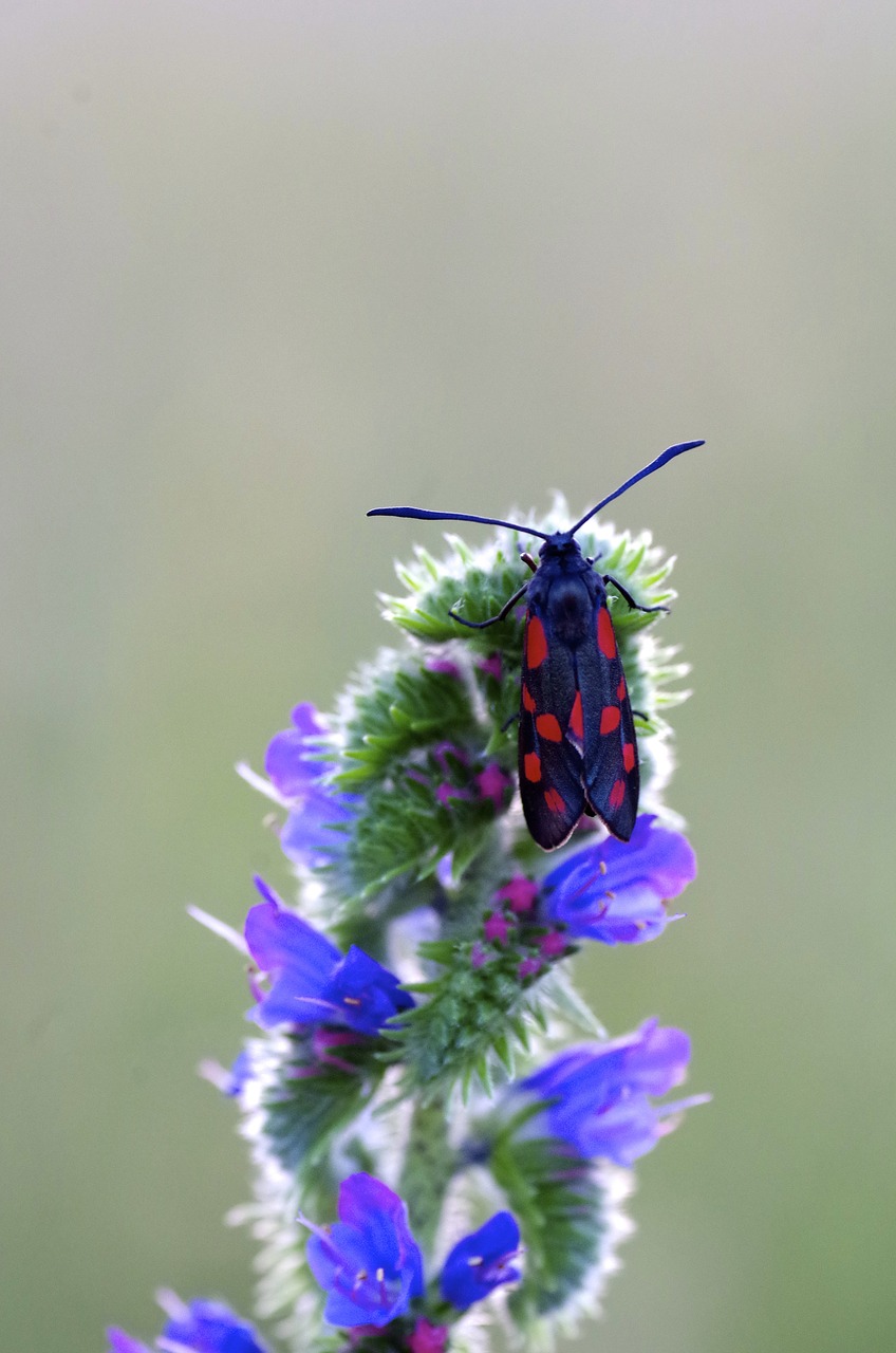 butterfly vipérine insect free photo