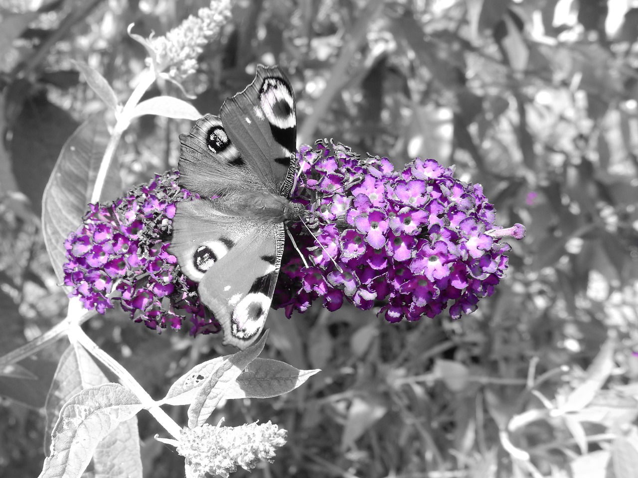 butterfly butterfly tree flower free photo