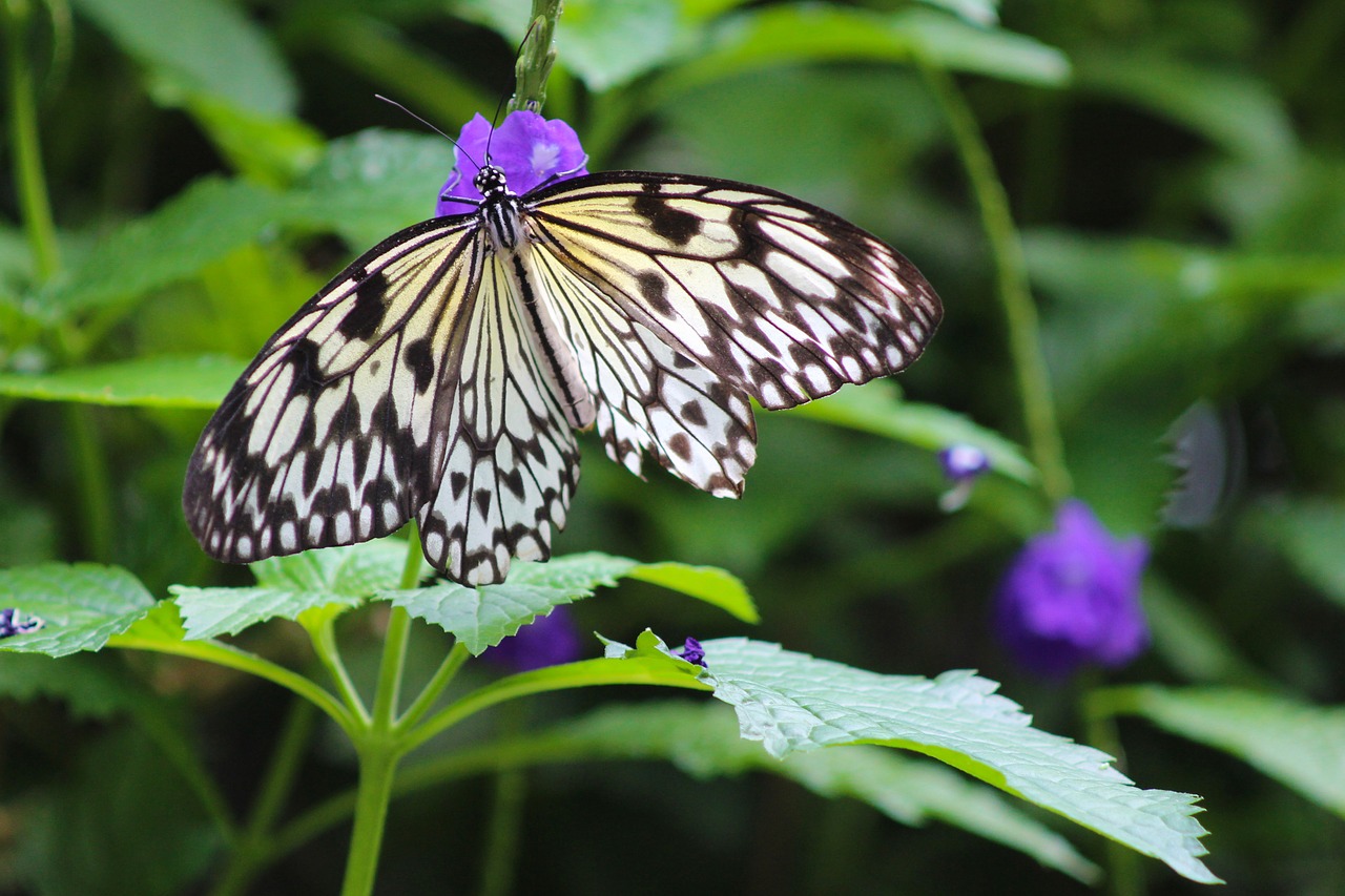 butterfly black white free photo