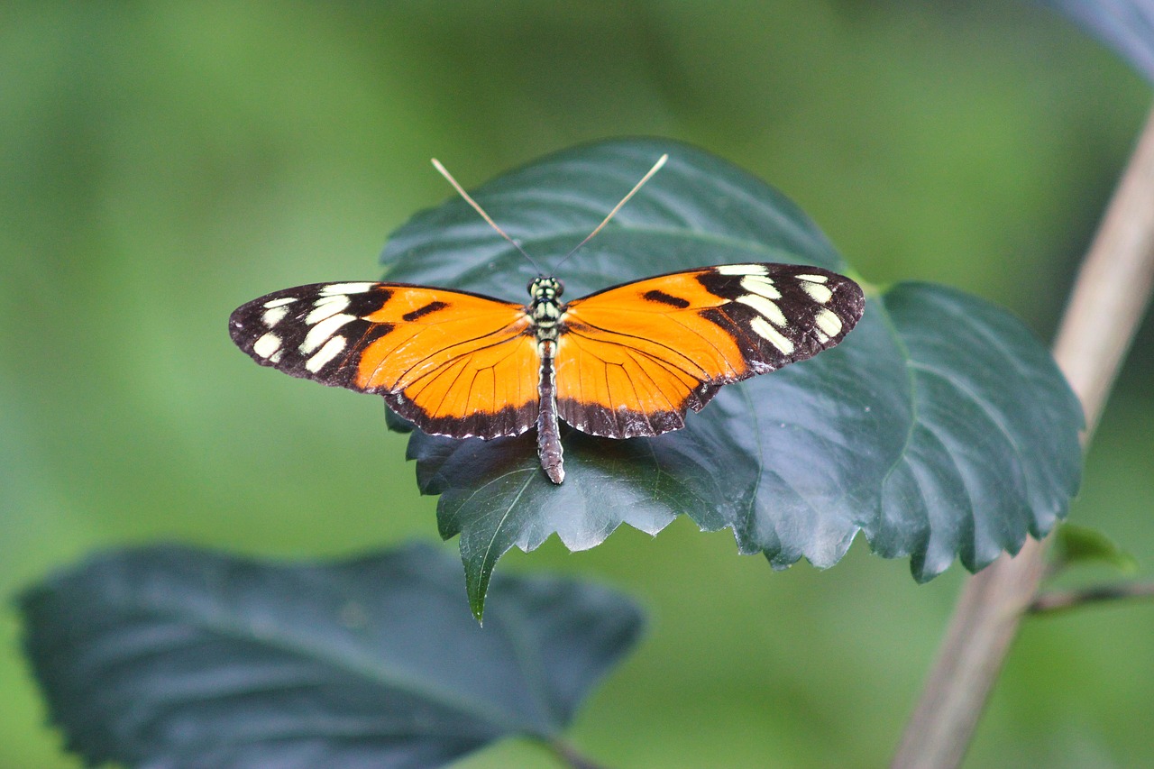 butterfly orange plant free photo