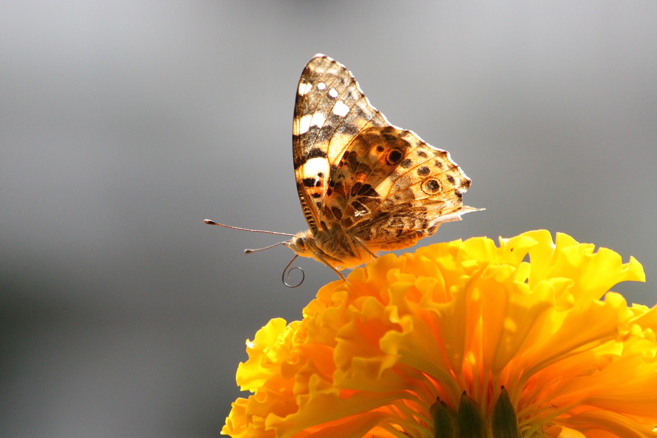 butterfly close macro free photo