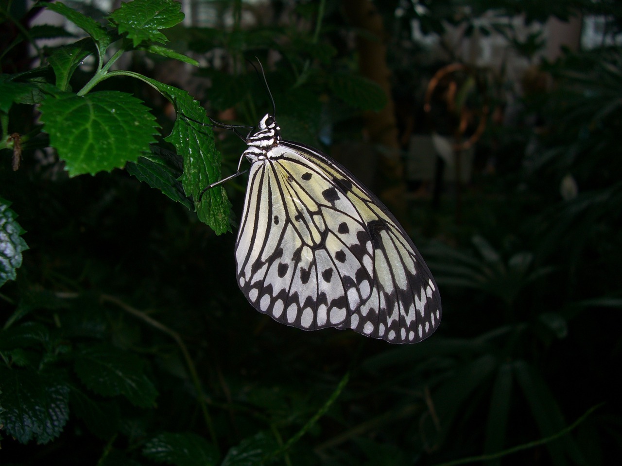 butterfly nature summer free photo