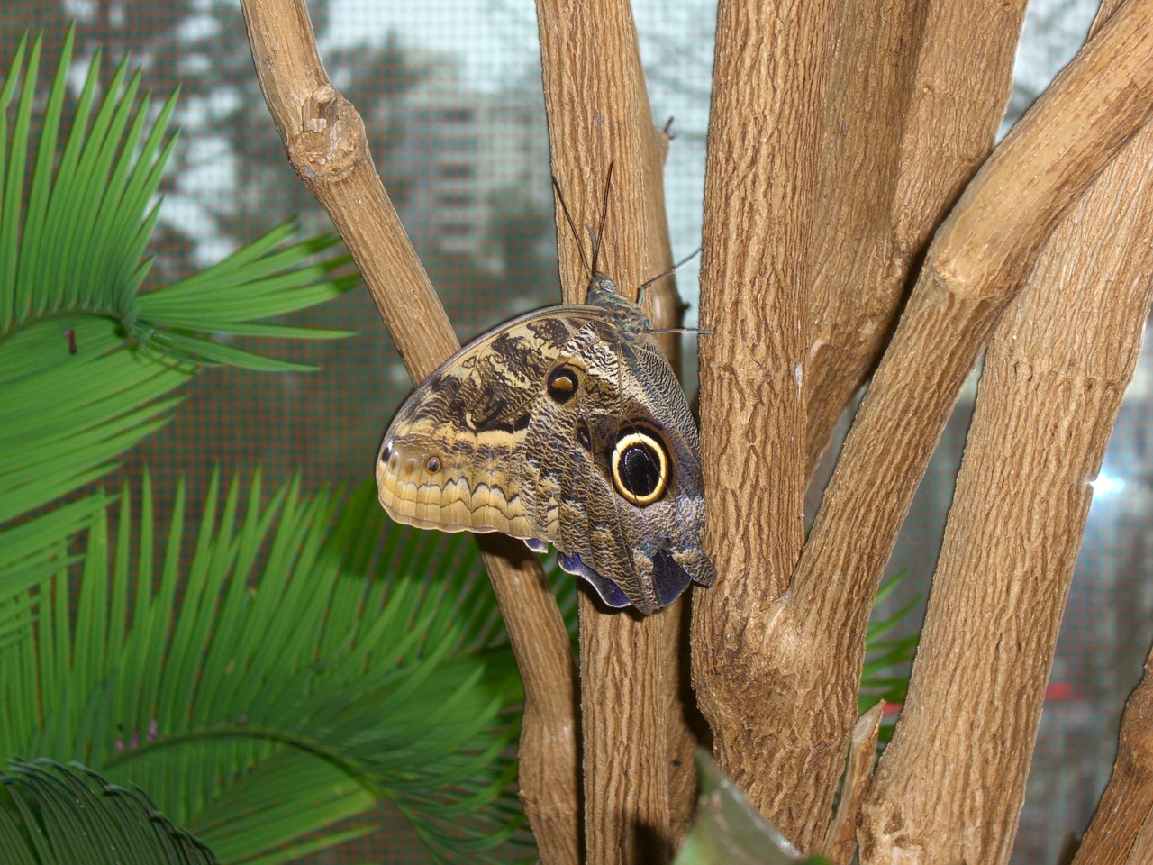 butterfly outdoors nature free photo