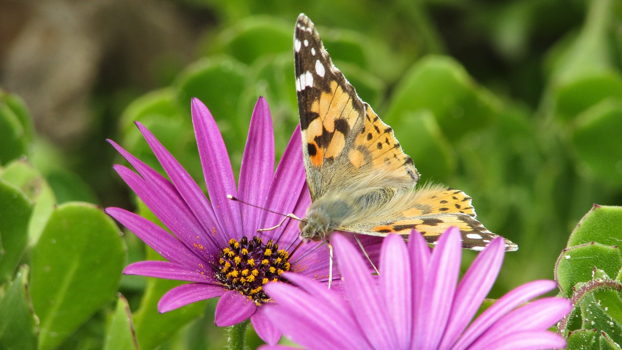 butterfly insect nature free photo