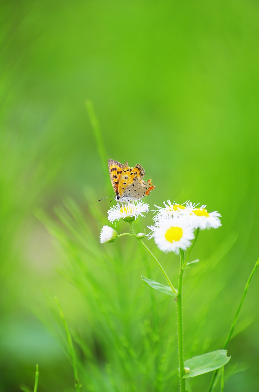 butterfly flowers dandelion free photo