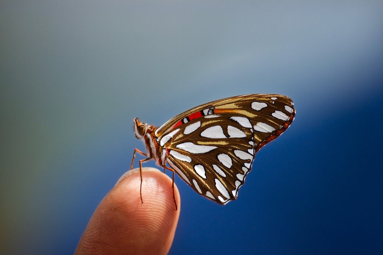 butterfly insect spring free photo