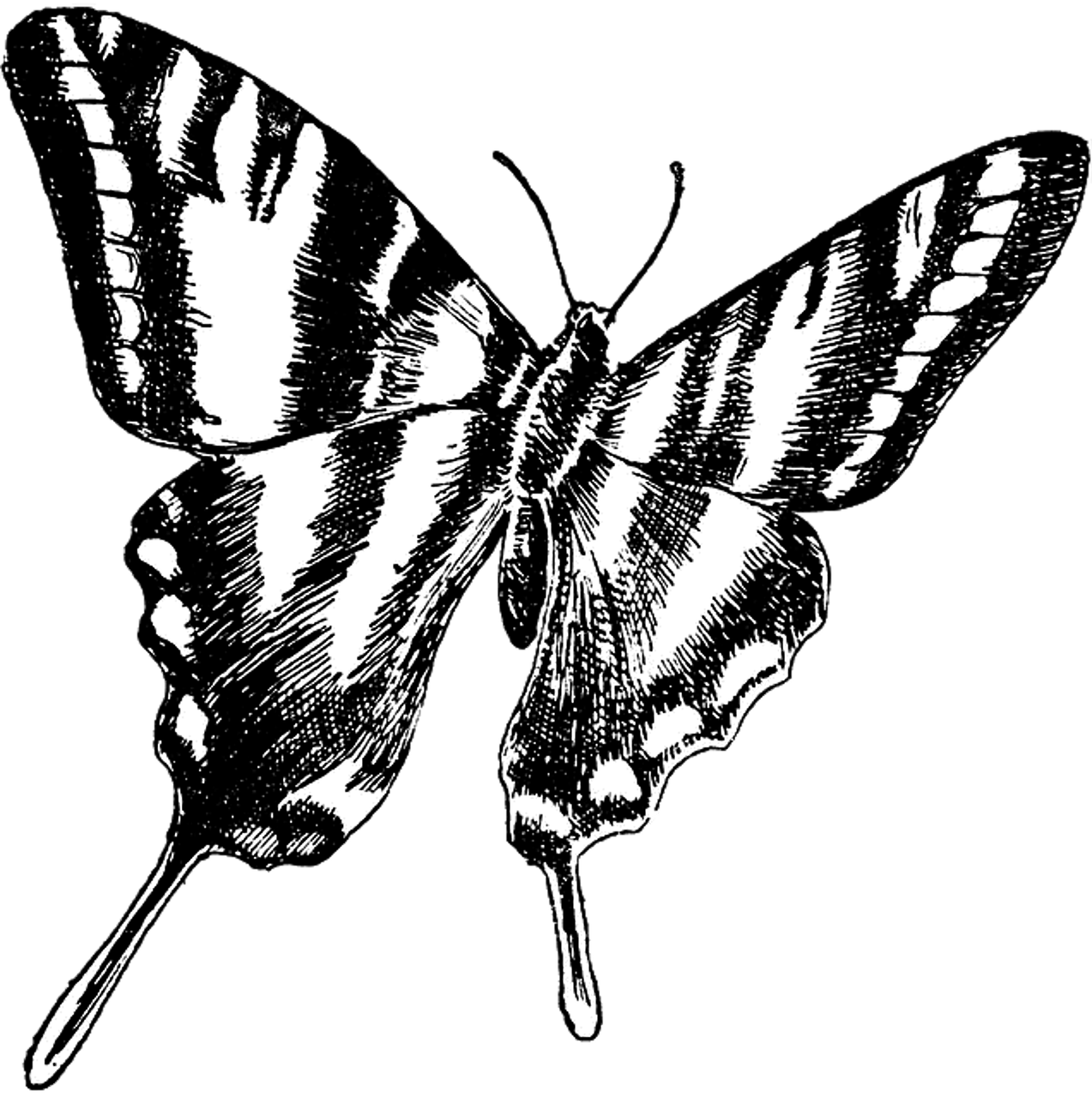 butterfly vintage drawing free photo