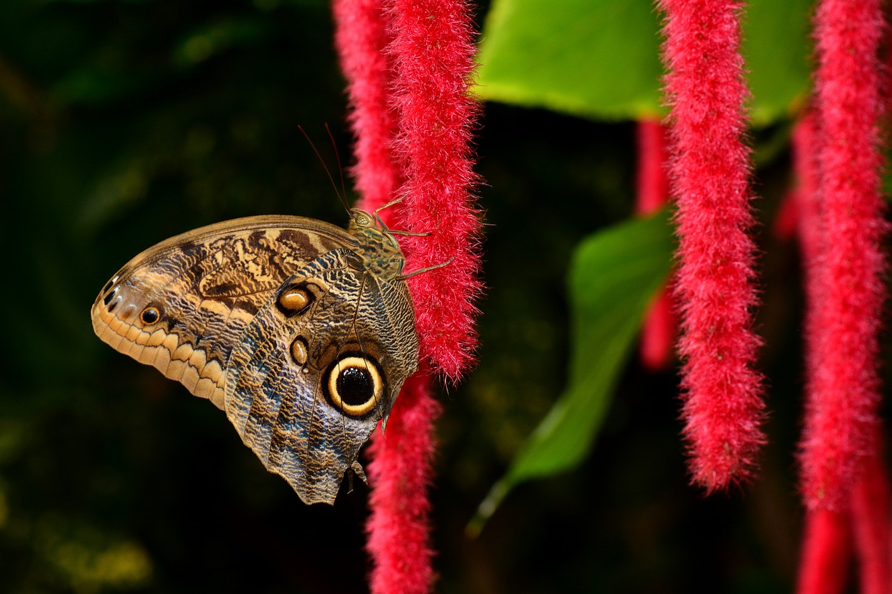 butterfly chenille pusstail free photo