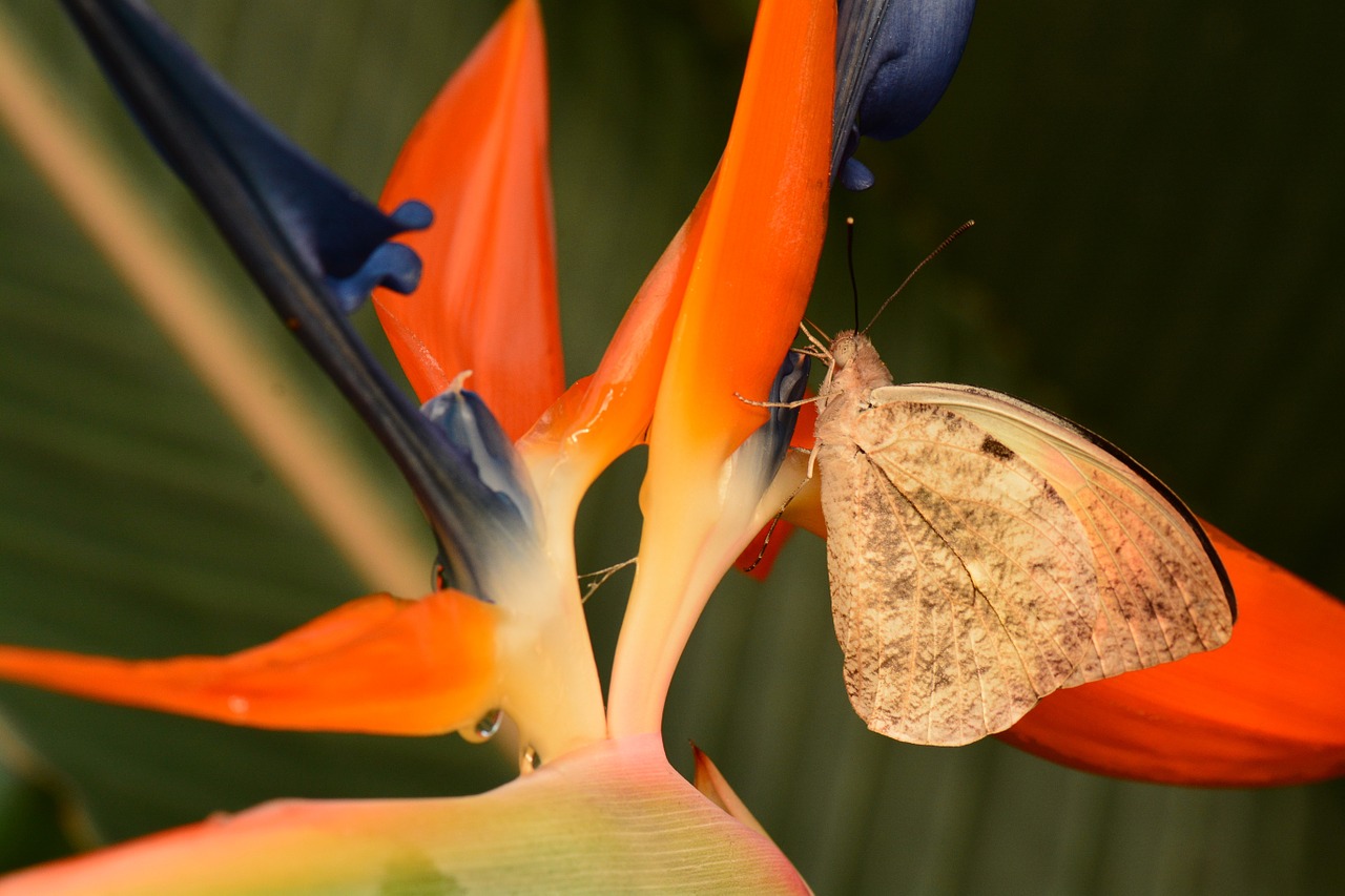 butterfly great orange tip insect free photo