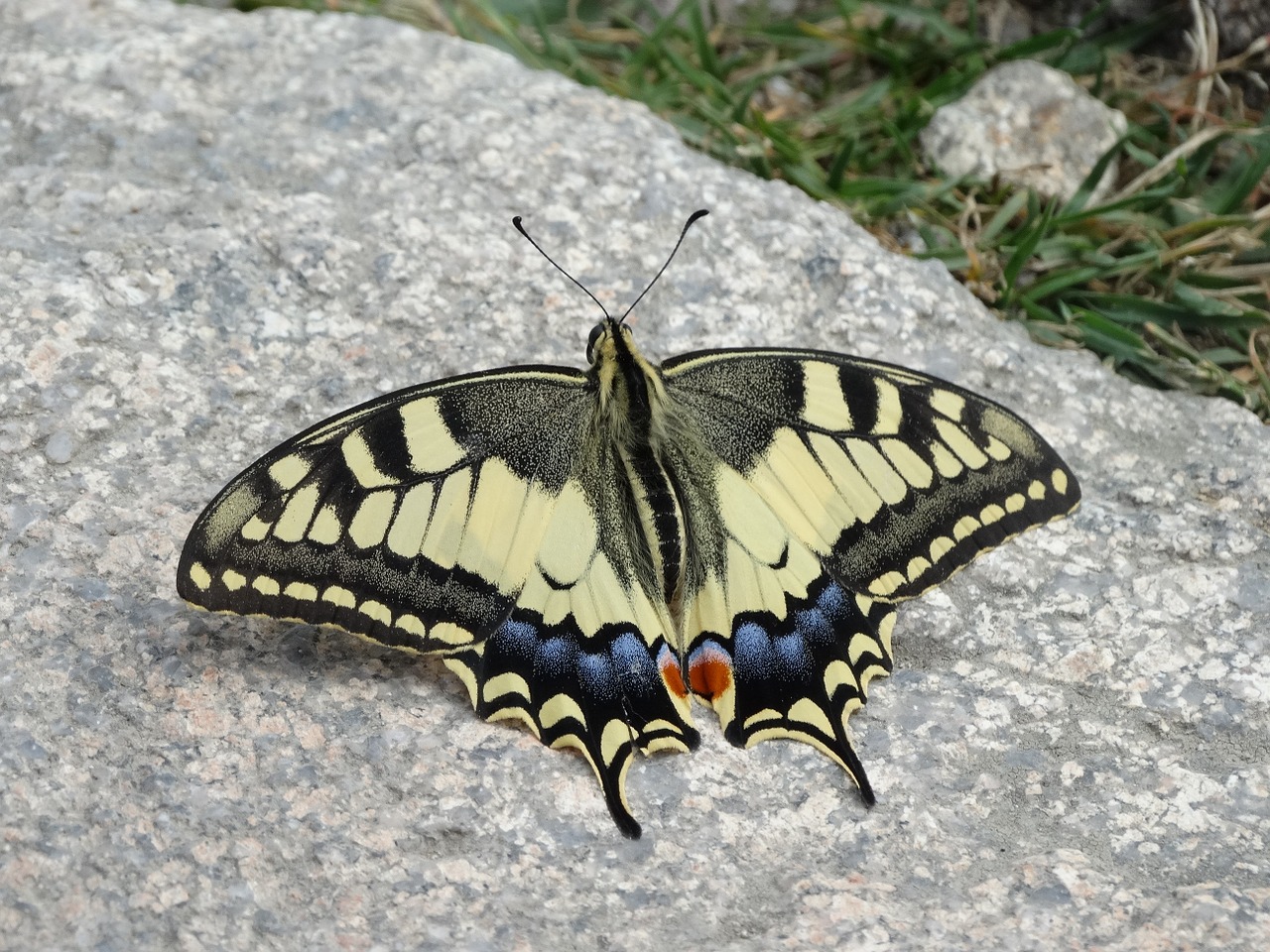 butterfly swallowtail macro free photo