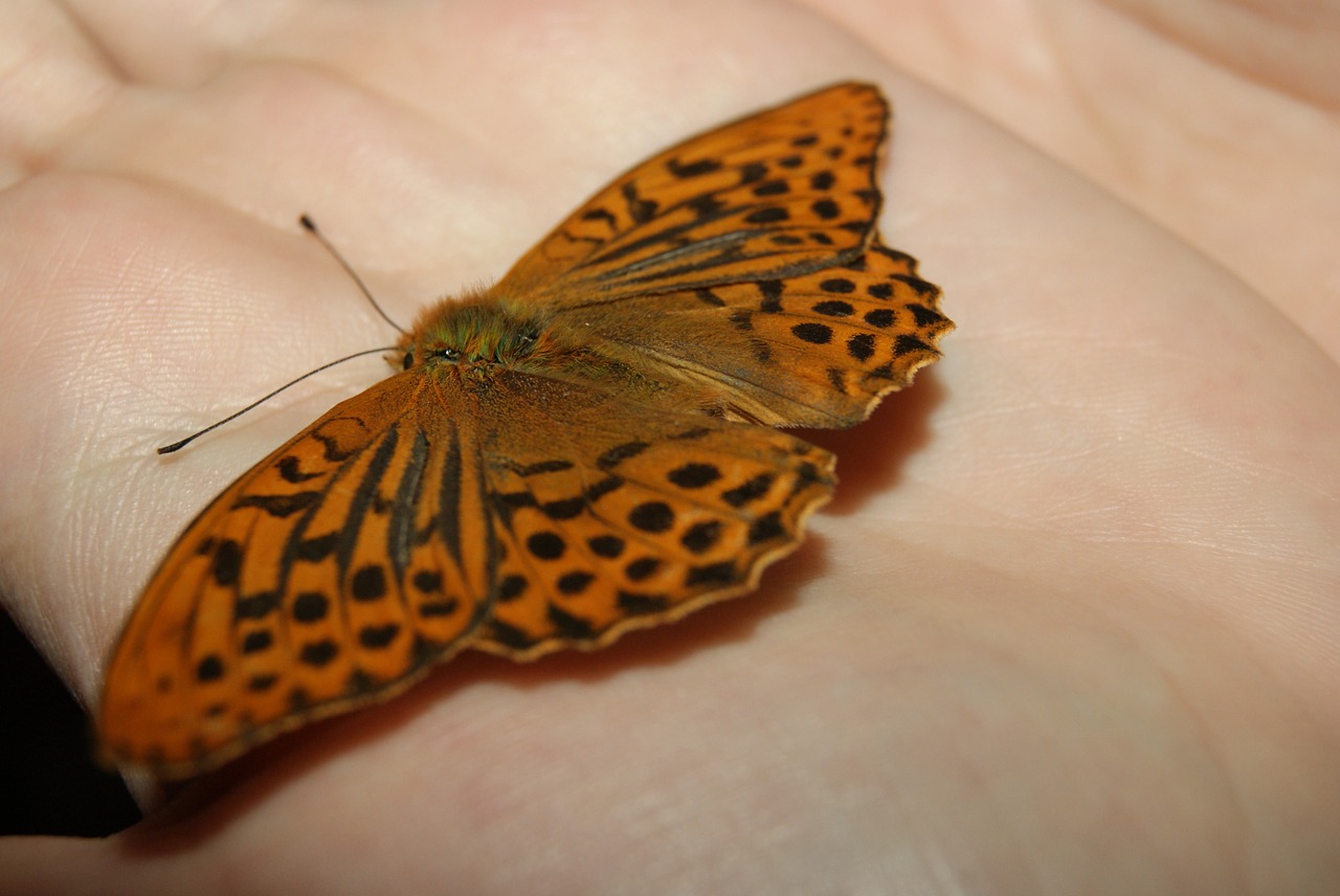 butterfly palm insect free photo