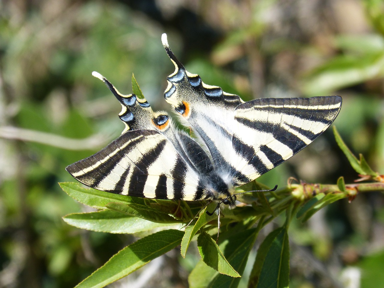 butterfly scarce swallowtail chupaleche free photo