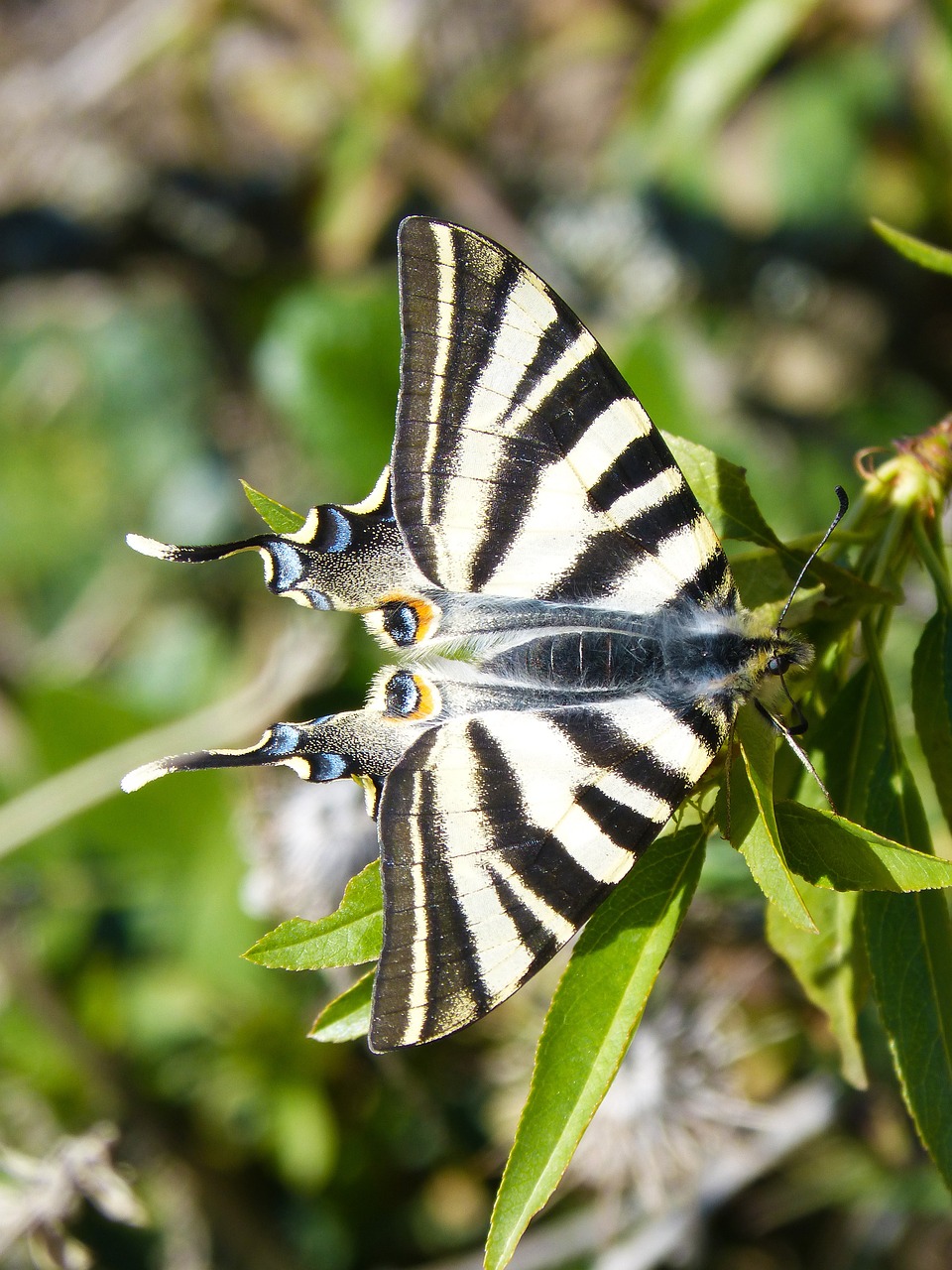 butterfly scarce swallowtail chupaleche free photo