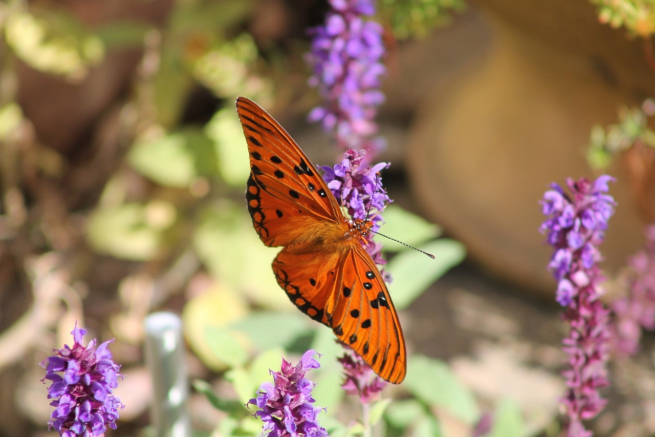 butterfly orange purple free photo
