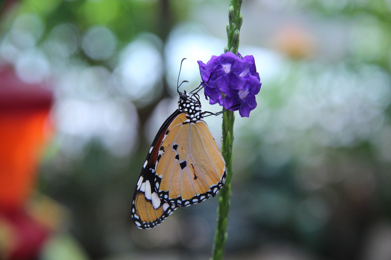 butterfly orange insect free photo