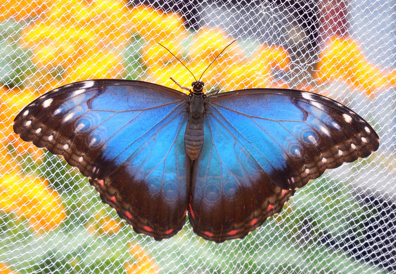 butterfly flower blue free photo