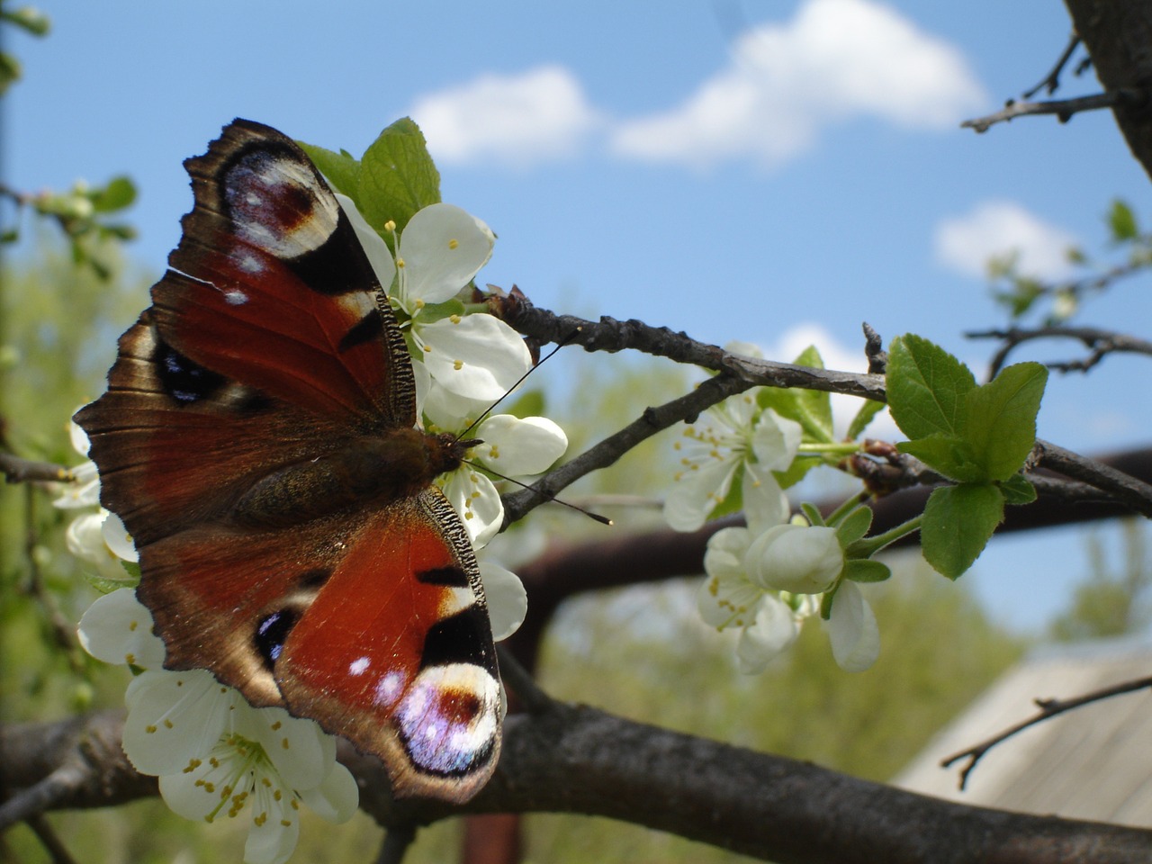 butterfly spring nature free photo