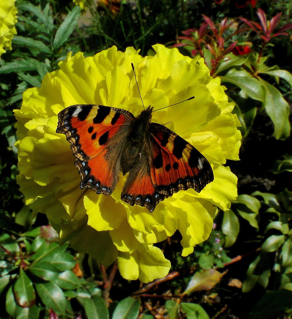 butterfly spring yellow free photo