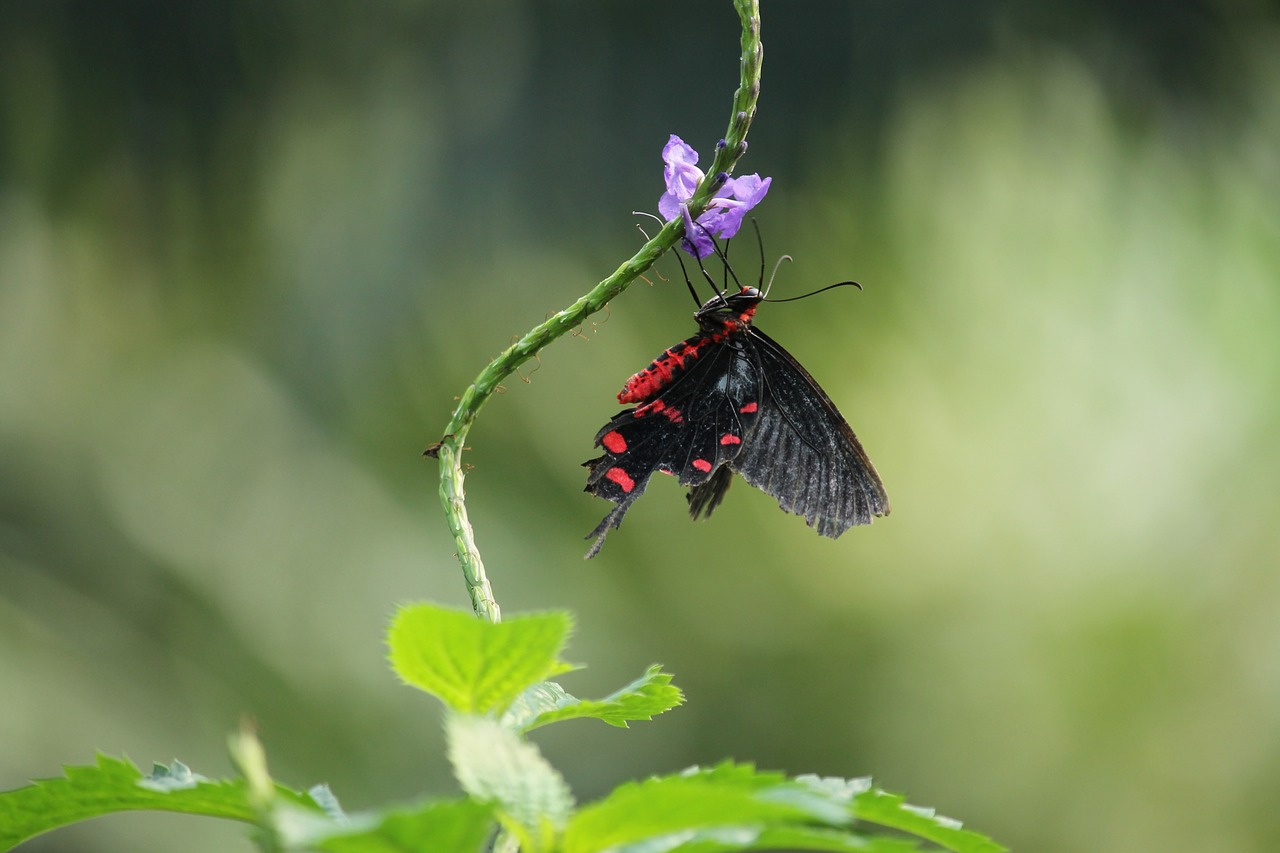 butterfly color colorful free photo