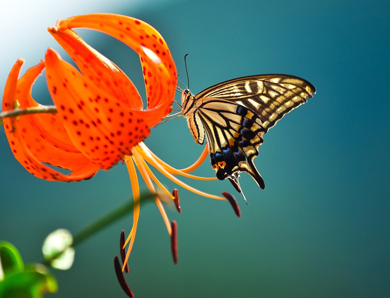 butterfly flowers swallowtail free photo