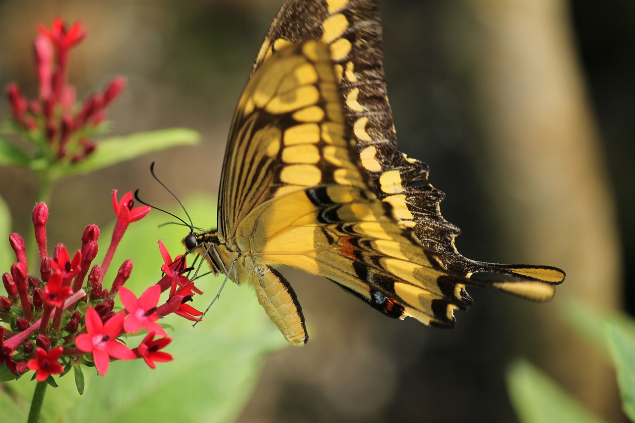 butterfly insect blossom free photo