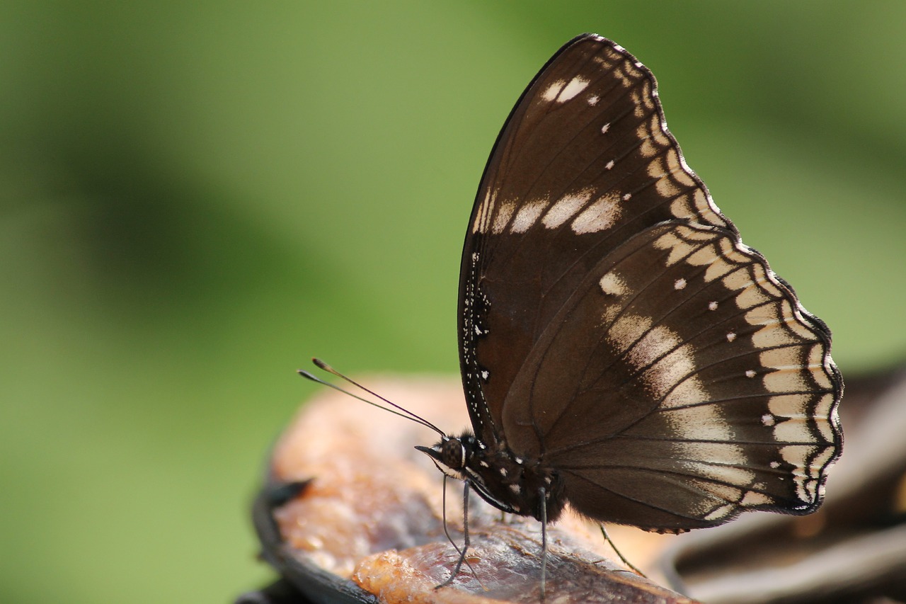 butterfly insect black free photo